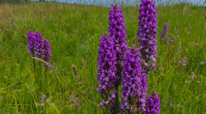 Extending an excellent coastal walk
