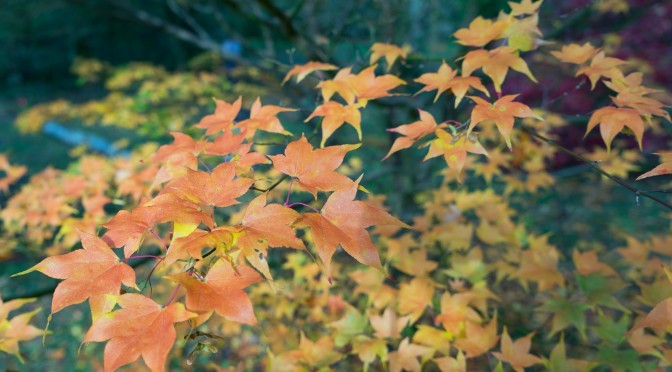 Westonbirt colours