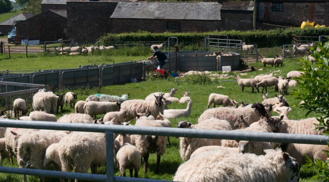 Capital Walk – Graig to St Brides